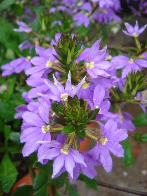Scaevola aemula 'Safira'